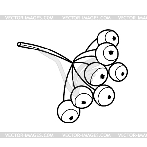 Rowan tree branch with berries - vector clip art