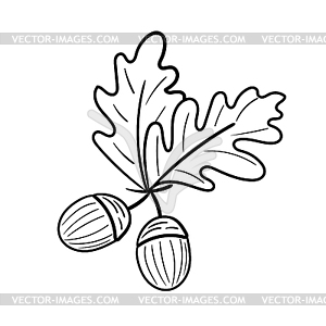 Two acorns . Autumn oak seeds - vector clipart