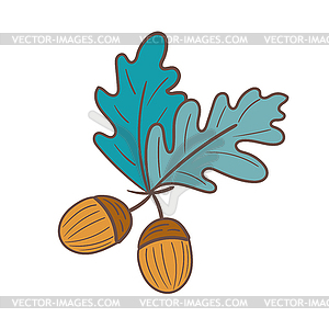 Two acorns . Autumn oak seeds - vector clip art