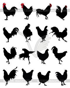  roosters and hens - vector clipart