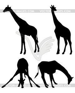 Жирафы - векторный клипарт