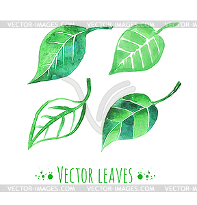 Watercolor leaves - color vector clipart