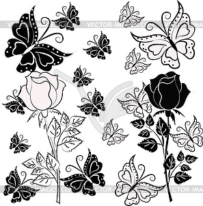 White and black rose with butterflies - vector image