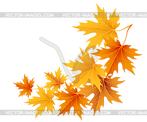 Autumn leaves background - vector image