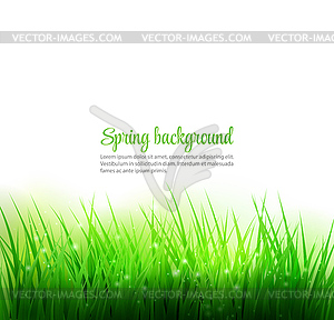 Natural green grass background - vector clipart