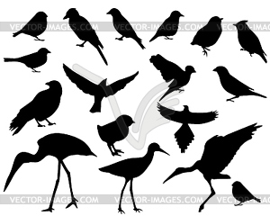 Set of silhouettes of birds - vector clipart