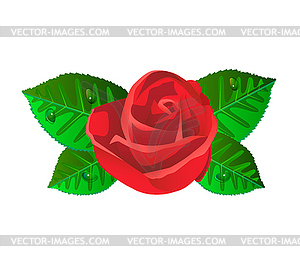 Rose - vector clipart