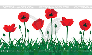 Seamless poppies - vector image