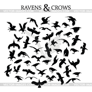 Ravens and Crows - vector clipart