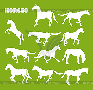 Horses In Various Poses - vector clipart