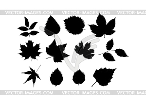 Set of leaves of different plants and trees. - vector clip art