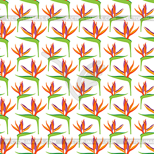 Seamless pattern with Strelitzia reginae flowers, - stock vector clipart