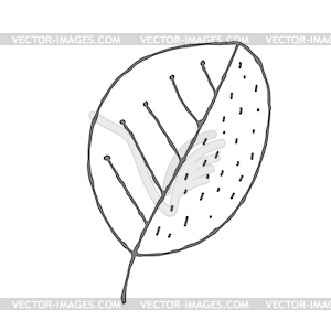 Hand-drawn plant leaf. Doodle style - vector clipart