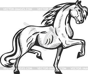 Stallion goes - vector image