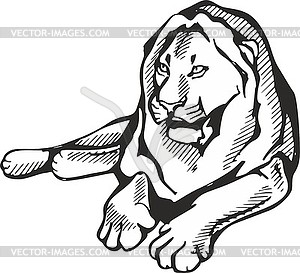 Lying lion - vector image