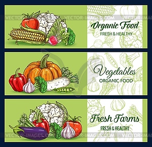 Farm food vegetables, green sketch banners - color vector clipart