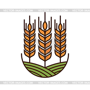 Cereal ear spike icon, wheat or barley on field - vector image