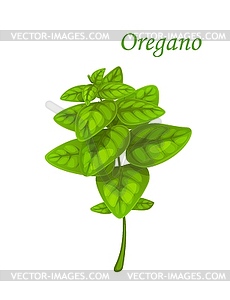 Oregano herb or marjoram plant green leaves - vector image