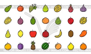Значки цветных линий сырых тропических и экзотических фруктов - изображение векторного клипарта