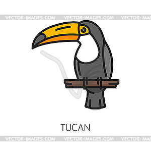 Toucan bird, Argentina parrot with massive bill - vector image