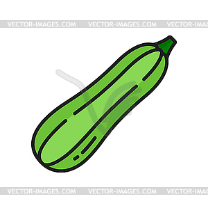 Green zucchini courgette raw veggie line icon - vector clipart