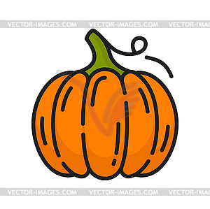 Ripe pumpkin with stem autumn vegetable - vector clipart