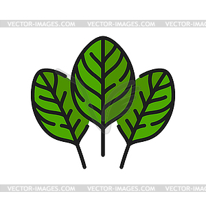 Green sorrel superfood leaves, spinach line icon - vector image