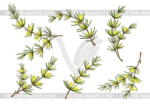 Cartoon rooibos plant with flowers, redbush tea - vector clipart