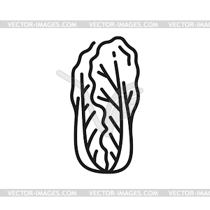 Romaine lettuce Napa peking cabbage food - vector clip art