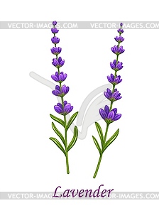 Lavender flower, garden plant - vector image