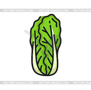 Romaine lettuce Napa peking cabbage food - vector image