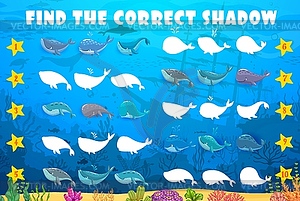 Find correct shadow of whale, cachalot, sperm - color vector clipart