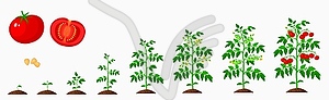 Tomato growth stages, vegetable plant life cycle - vector clipart