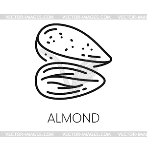 Edible seed of almond nut shelled drupes - vector clip art