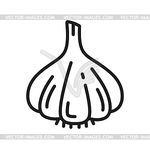 Garlic bulb, clove vegetable line icon - vector clip art