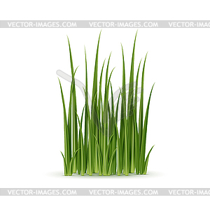 Реалистичная зеленая трава, натуральные 3d-стебли растений - клипарт в векторном виде
