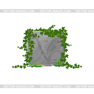 Stone board ivy leaves, cartoon climping hedera - vector image