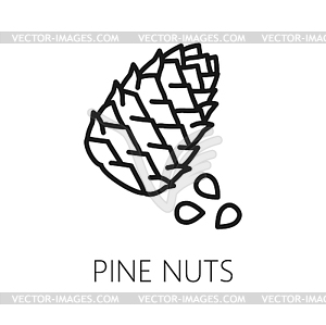 Pine nuts and cone or conifer outline icon - vector image