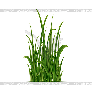 Realistic green grass cluster, perennial plant - vector image