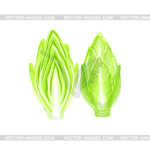 Мультяшный овощной салат из цикория - векторный эскиз