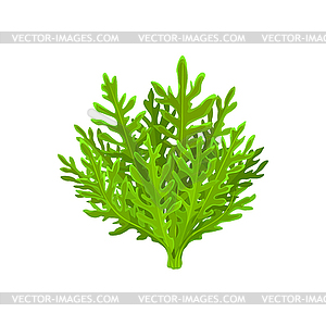 Cartoon frisee salad vegetable, leaf lettuce food - vector clipart