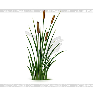 Realistic reed, sedge and grass, 3d Phragmites - vector clip art