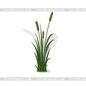 Реалистичная тростниковая трава с перистыми головками семян - векторизованное изображение