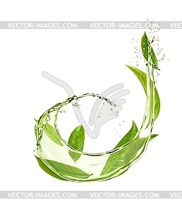 Green tea leaves, water splash and drops for drink - vector image