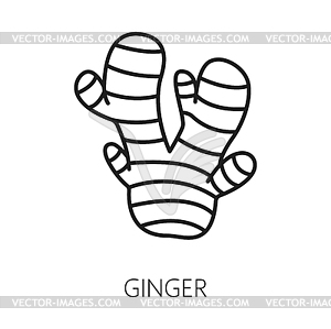 Culinary root ginger, food condiment outline icon - vector clip art