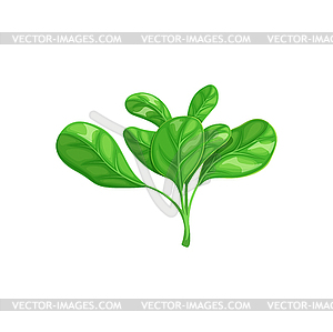 Cartoon corn salad leaf, farm fresh vegetable - color vector clipart