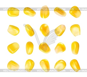 Реалистичные желтые спелые семена кукурузных зерен - цветной векторный клипарт