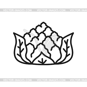 Romanesco cabbage cauliflower head line icon - vector image