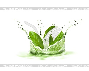 Green tea leaves, crown splash and splatters - vector EPS clipart