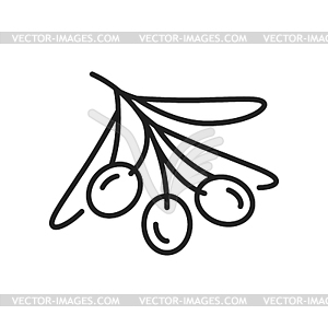 Ripe olive berries on branch icon Royalty Free Vector Image